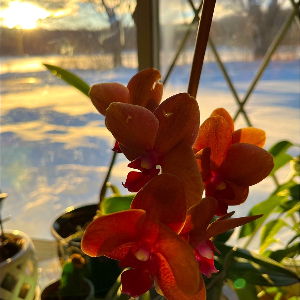 Meet your Posher, Carolyn